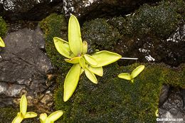 Image of California butterwort