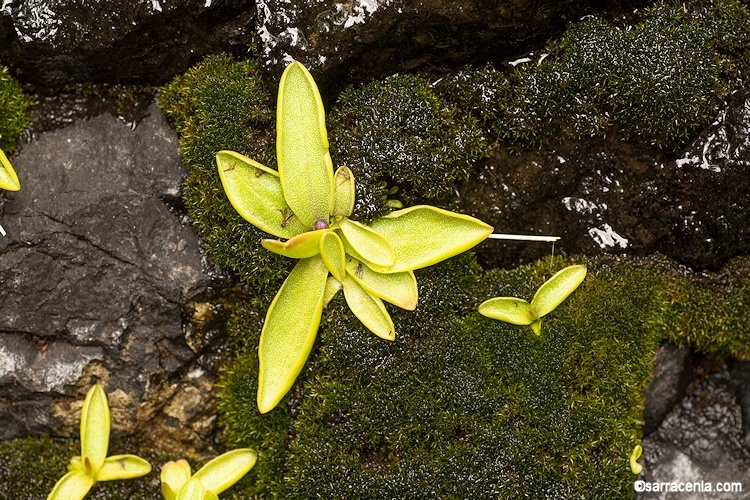 Image of California butterwort