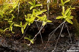 Image of California butterwort