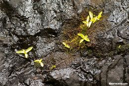 Image of California butterwort