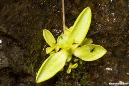 Image of California butterwort