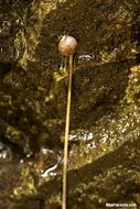 Image of California butterwort