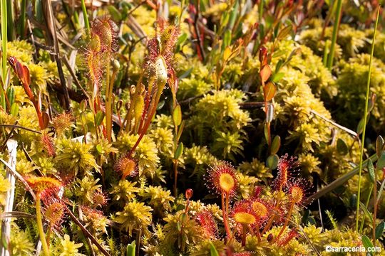 صورة Drosera anglica Huds.