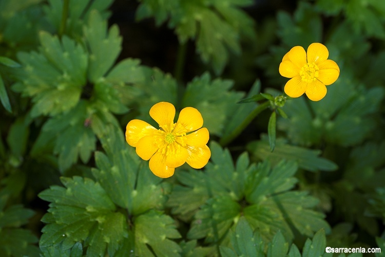 Image of creeping buttercup