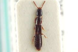 Image of Leptacinus