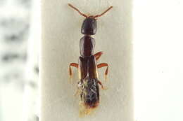 Image of Leptacinus