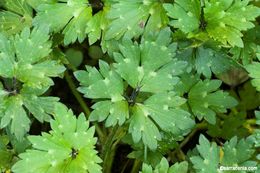 Image of creeping buttercup