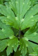 Image of creeping buttercup