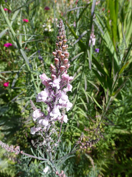 Plancia ëd Linaria purpurea (L.) Mill.