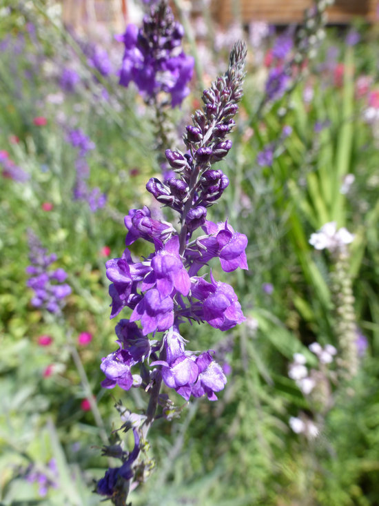 Plancia ëd Linaria purpurea (L.) Mill.