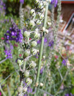 Plancia ëd Linaria purpurea (L.) Mill.