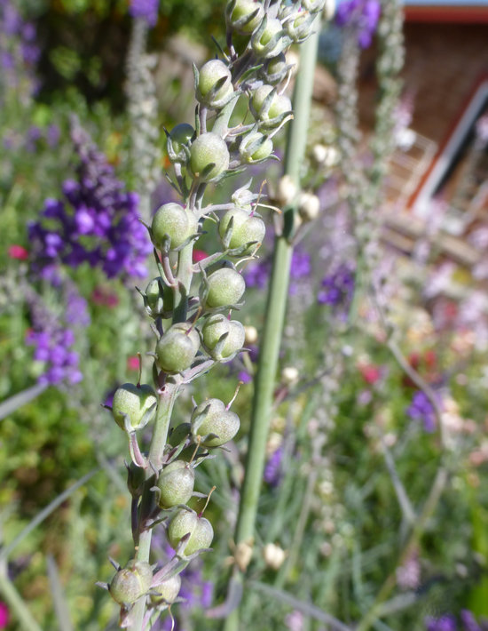 Image of Purple Toadflax