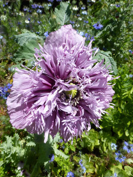 Image of opium poppy