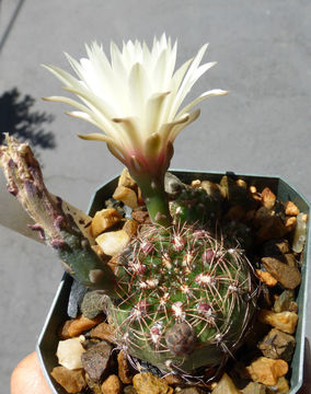 Plancia ëd Gymnocalycium mesopotamicum R. Kiesling