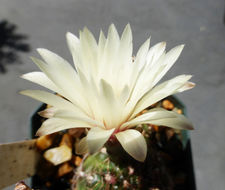 Image of Gymnocalycium mesopotamicum R. Kiesling