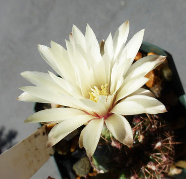 Image of Gymnocalycium mesopotamicum R. Kiesling