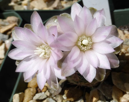 Image of Gymnocalycium bruchii (Speg.) Hosseus