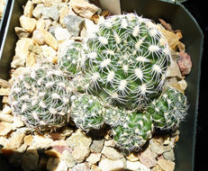 Plancia ëd Gymnocalycium bruchii (Speg.) Hosseus