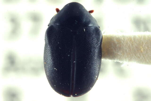 Image of Orphilus