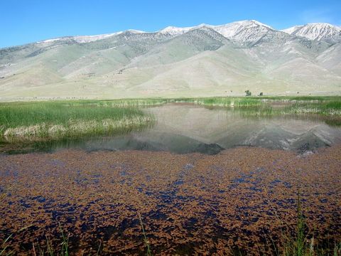 Image of Broad-leaved Pondweed