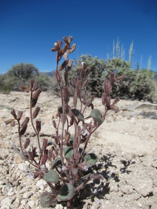 Image of hoary phacelia