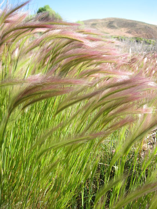 Image of foxtail barley