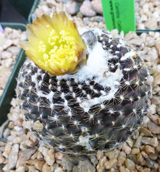 Image de <i>Copiapoa tenuissima</i>