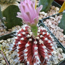 Image of Gymnocalycium