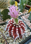 Plancia ëd Gymnocalycium mihanovichii (Fric & Gürke) Britton & Rose