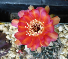 Image de Echinopsis marsoneri Werderm.