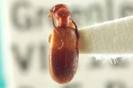 Image of Ischyropalpus