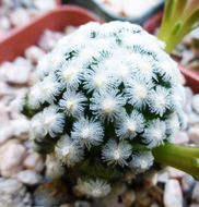 Image of Mammillaria theresae Cutak