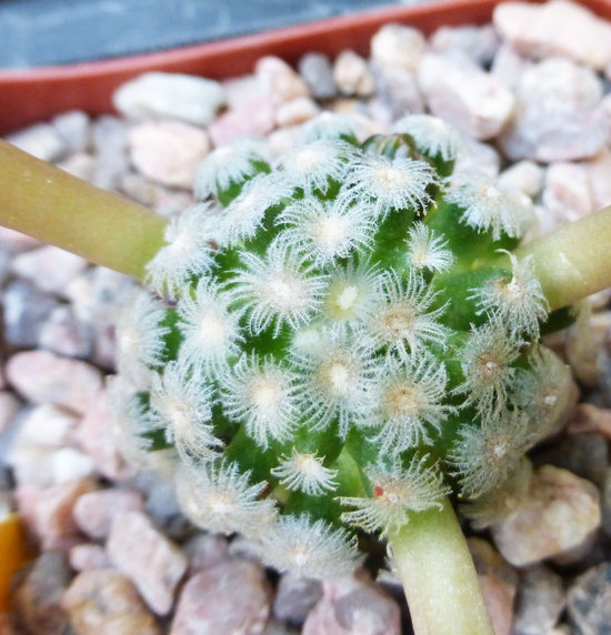 Image of Mammillaria theresae Cutak