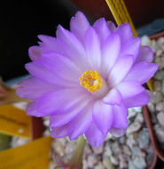 Image of Mammillaria theresae Cutak