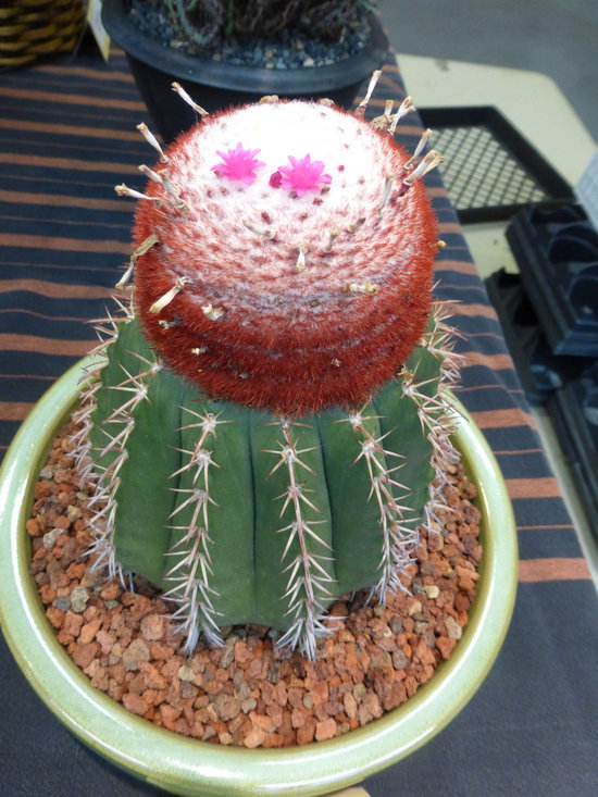 Image of Conelike Turl's-cap Cactus