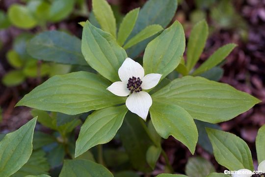 Image of bunchberry dogwood