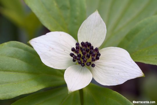 Plancia ëd Cornus canadensis L.