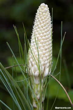 Image of Basket-grass