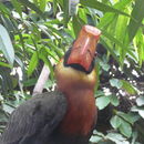 Image of Northern Rufous Hornbill