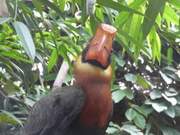 Image of Northern Rufous Hornbill