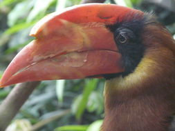 Image of Northern Rufous Hornbill