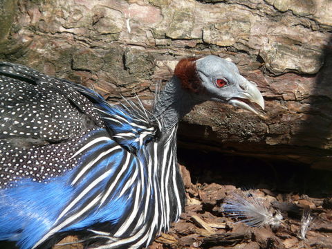 Image of Vulturine Guineafowl