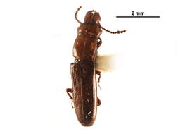 Image of Prostomis