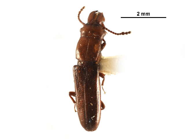 Image of Prostomis