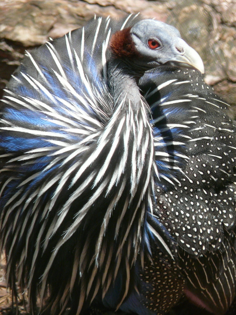 Image de Pintade vulturine
