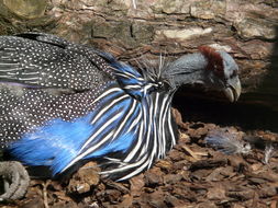 Image of Vulturine Guineafowl