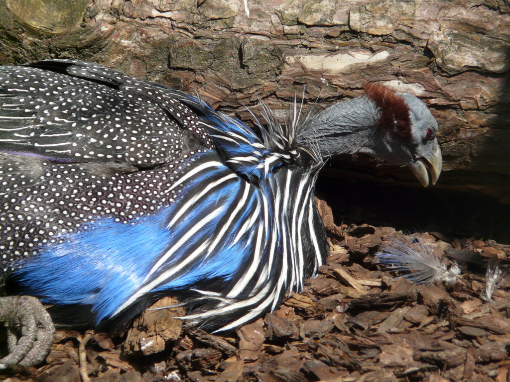 Image of Vulturine Guineafowl