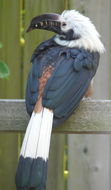 Image of Tarictic Hornbill
