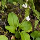 Plancia ëd Dodecatheon dentatum Hook.