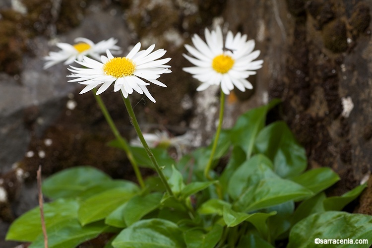 Слика од Erigeron howellii (A. Gray) A. Gray